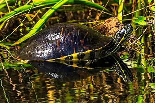 Tartaruga da península (Pseudemys peninsularis), condado de Miami-Dade, Flórida (12 de janeiro de 2014)