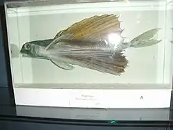 Peixe voador