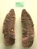 Pecopteris em exibição no Museum of Natural History, Ann Arbor