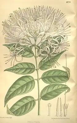 Exostemma subcordatum.