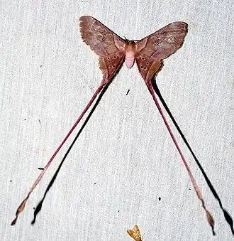 Fotografia de mariposa, ou traça, do gênero Eudaemonia, Eudaemonia troglophylla, na República Centro-Africana.