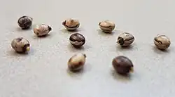 Ovos de E. tiaratum, que imitam sementes de plantas dispersas por formigas; as formigas os levam para seus ninhos.