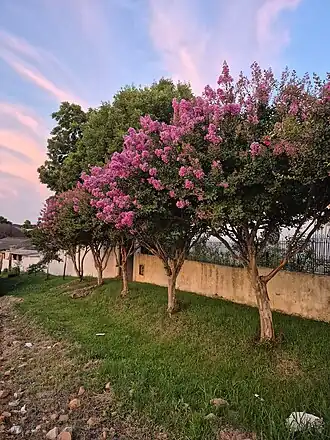 fileira de extremosas no Rio Grande do Sul