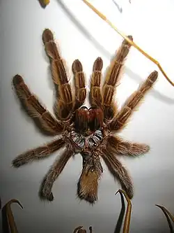 Exúvia de uma tarêntula (Theraphosidae).