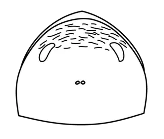 Restauração da carapaça de Eysyslopterus patteni com base no trabalho de Tetlie e Poschmann, de 2008.