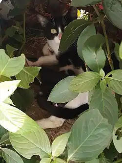 Brazilian Shorthair female giving birth. "Pretinha" at the time of birth in the spring of 2023 in a backyard in the municipality of Camaçari, Bahia. This individual was raised free-range in a suburban backyard and, at the time, had not been vaccinated or dewormed.