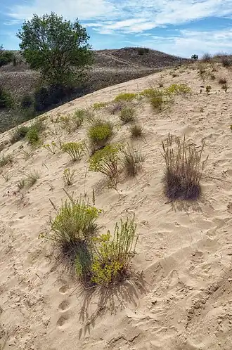 Dunas de areia em Fülöpháza.
