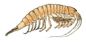 Anaspides tasmaniae