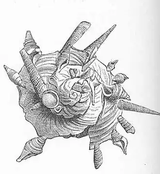 Ilustração da concha de X. pallidula (Reeve, 1842)[1]; da obra Molluscs, Cambridge Natural History, v.3, London: Macmillan and Co.; publicação do ano de 1895.[1]