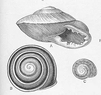 Dois Pleurodontidae dos gêneros Polydontes (A), espécie Polydontes imperator, e Caracolus (B). Polymita (C) é um molusco da família Helminthoglyptidae.[1]