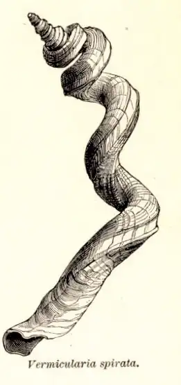 Ilustração (1903) da concha de Vermicularia spirata (Philippi, 1836), do sudeste da Flórida, Bermudas e Antilhas[2]; pertencente à subfamília Vermiculariinae.[3]