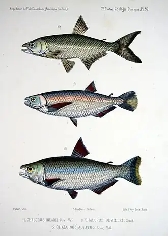 Desenhos de Castelnau de alguns dos peixes que catalogou, sendo B. devillei o segundo sobre a rubrica de Chalceus devillei