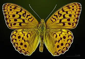 Argynnis adippe