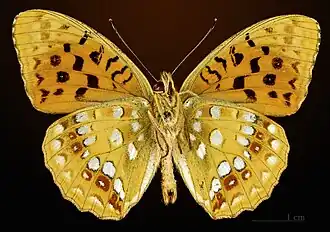 △ Argynnis adippe