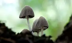 Coprinellus disseminatus raramente se aventura sozinho