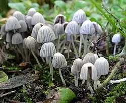 Coprinellus disseminatus