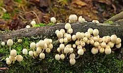Cogumelos Coprinellus disseminatus recém nascidos