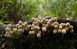Cogumelos Coprinellus disseminatus