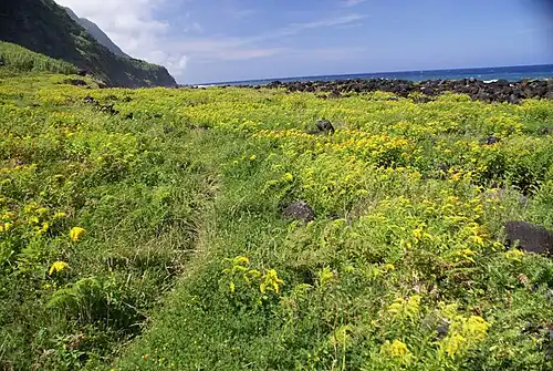 Fajã Rasa, grande povoamento de Cubres, Solidago sempervirens, Toledo, ilha de São Jorge.