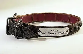 Uma coleira de couro para cachorro com uma placa de prata presa; a placa está gravada com Fala, the White House