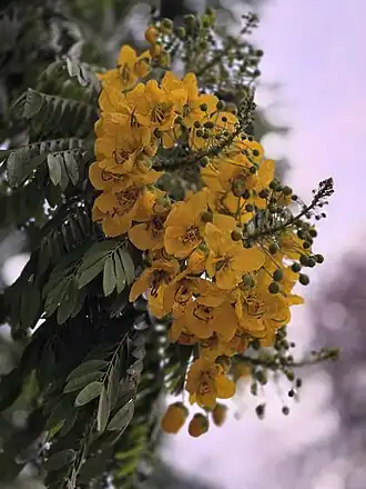 Flores, algumas ainda em botão