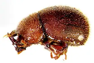 Falsocis brasiliensis Lopes-Andrade, 2007