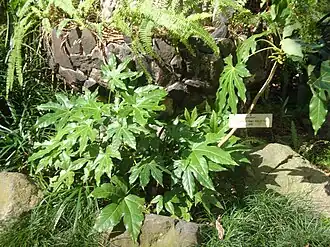 Fatsia japonica