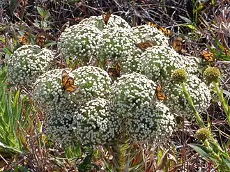 Actinocephalus polyanthus