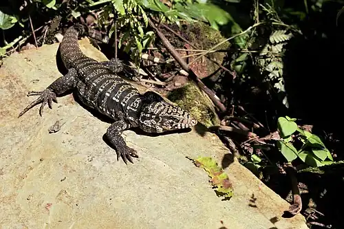 Teiú Salvator merianae