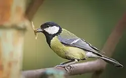 Fotografia de um Chapim-real em uma grade metálica segurando um inseto com seu bico