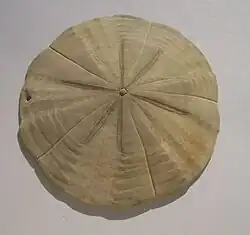 Testa de Arachnoides zelandiae