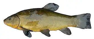 Exemplar de fêmea de tenca