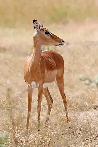 Impala fêmea no Parque Nacional Mikumi, na Tanzânia