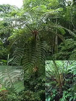 Cyathea spinulosa numa floresta de nuvens de Taiwan