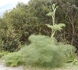 Ferula communis
