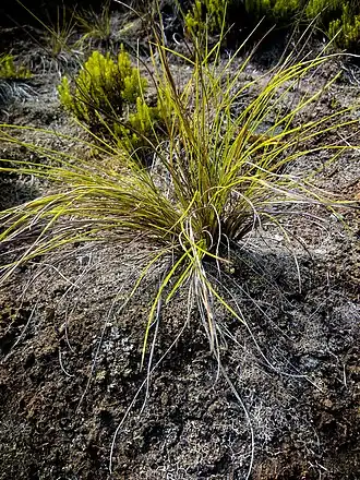 Festuca jubata (Parque Endémico do Pelado, Lomba da Fazenda).