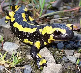 Salamandra salamandra