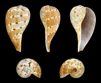 Ficus ficus ( Ficidae )