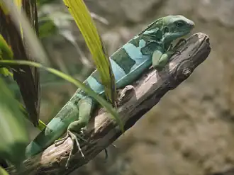 Exemplar em exposição no Zoológico de Schönbrunn.