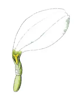 B. Flor ligulada (flor de raio).