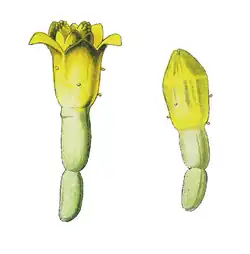 A. Flores tubulares (flores de disco).