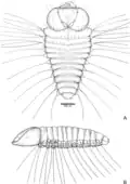 Larva de primeiro instar