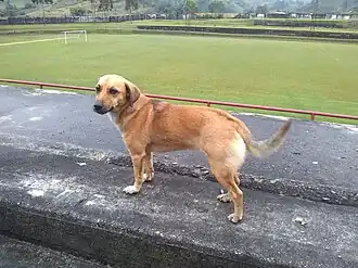 Um cão de rua