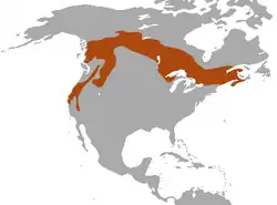 Distribuição da Marta- Pescadora