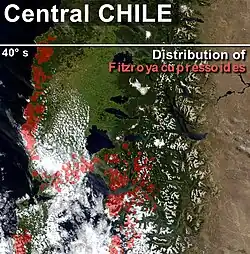 Distribuição natural de F. cupressoides no centro-sul do Chile (vermelho).