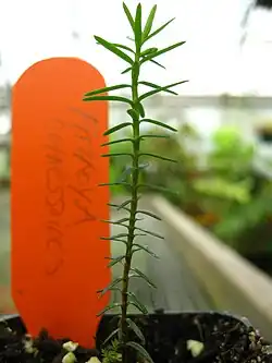 Uma plântula do primeiro ano com folhas juvenis.