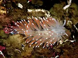 Flabellina pellucida