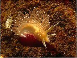 Flabellina trophina