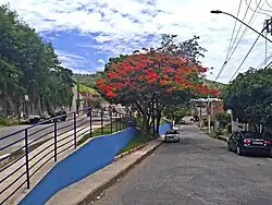 Flamboyant (Delonix regia) em destaque na Praça Geraldo Guimarães, inaugurada em 28 de dezembro de 2016.