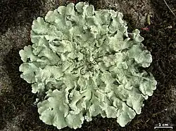 Líquen aproximadamente circular composto de muitos segmentos pequenos, foliosos e verdes